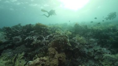 Arka plandaki dalgıç Kızıl Deniz 'deki balık sualtı manzarası okulu.