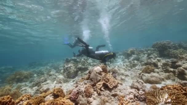 Diver sullo sfondo Scuola di pesce paesaggio subacqueo nel Mar Rosso. — Video Stock