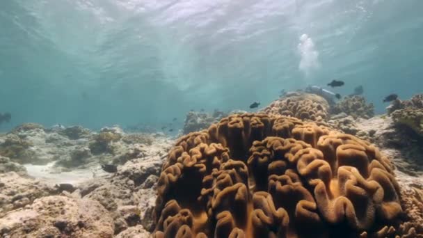 Mergulhador no fundo Escola de peixes paisagem subaquática no mar de Banda Indonésia.. — Vídeo de Stock