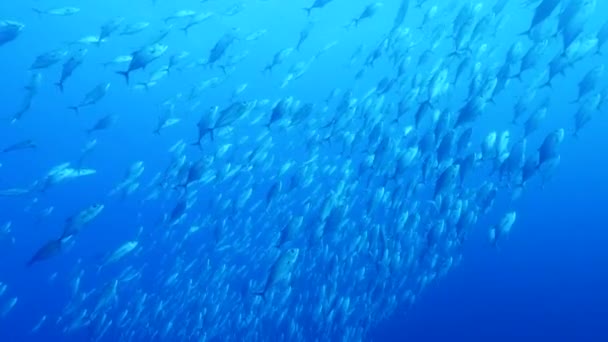 Huge school tropical Jackfish — Stock Video