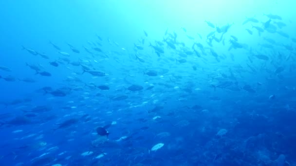 Enorme escuela tropical Jackfish — Vídeos de Stock