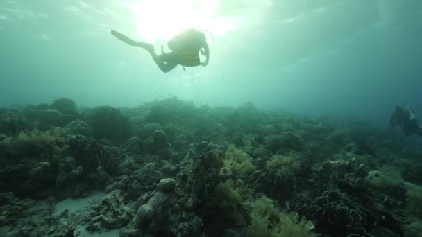 Водолаз на задньому плані Школа риб у підводному ландшафті Червоного моря. — стокове відео