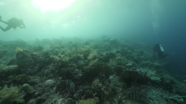 Mergulhador no fundo Escola de peixes paisagem subaquática no mar. — Vídeo de Stock