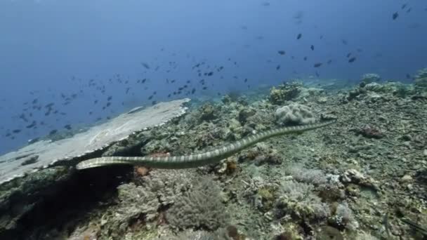 Búvár háttér Iskola hal víz alatti táj a tengerben. — Stock videók