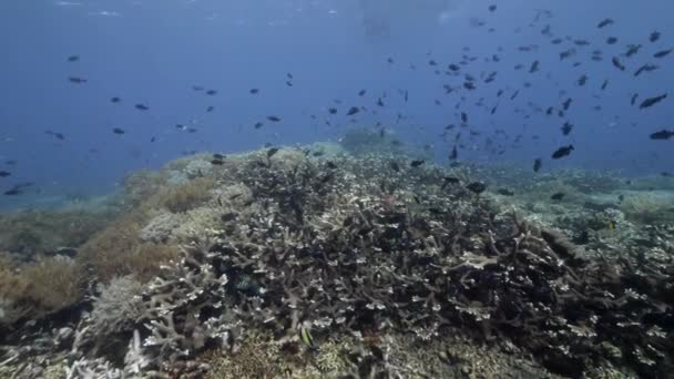 Mergulhador no fundo Escola de peixes paisagem subaquática no mar. — Vídeo de Stock