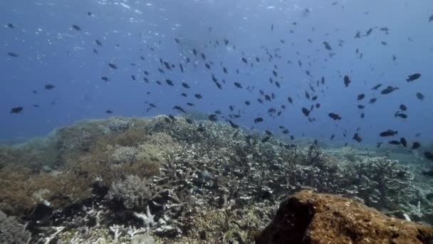 Escola de peixes no fundo Escola de peixes paisagem subaquática em Banda Indonésia. — Vídeo de Stock