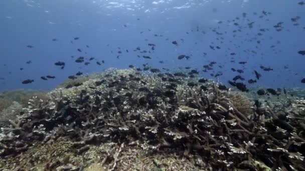 Escola de peixes no fundo Escola de peixes paisagem subaquática em Banda Indonésia. — Vídeo de Stock