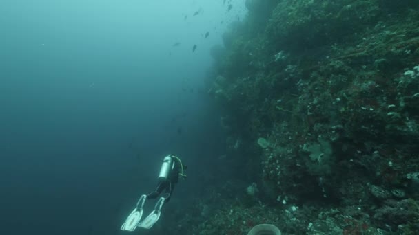 Mergulhador no fundo Escola de peixes paisagem subaquática no mar de Banda Indonésia.. — Vídeo de Stock