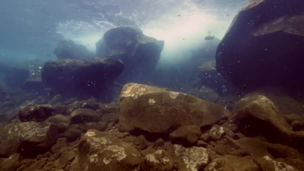 Dykare på bakgrund School of fish underwater landskap i havet. — Stockvideo