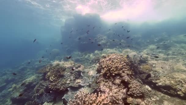 Escola de peixes no fundo corais coloridos subaquático no mar de Banda Indonésia. — Vídeo de Stock