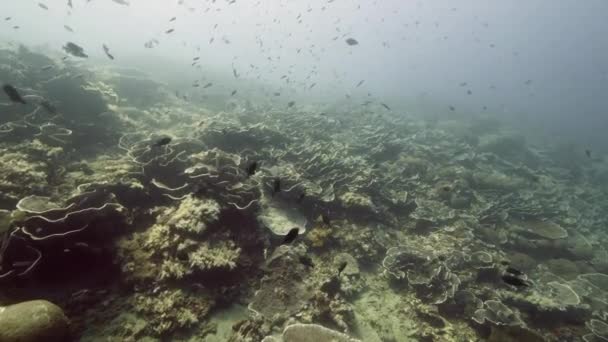 Escuela de peces sobre fondo corales de colores bajo el agua en el mar de Banda Indonesia. — Vídeos de Stock