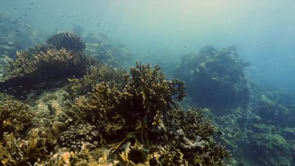 Escola de peixes no fundo corais coloridos subaquático no mar de Banda Indonésia. — Vídeo de Stock