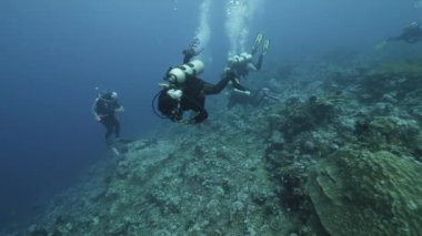 Banda Endonezya denizindeki balık sualtı manzarası dalgıcı..