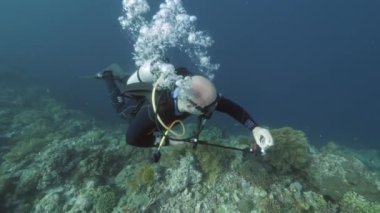 Arka plandaki dalgıç. Denizdeki balık sualtı manzarası okulu..
