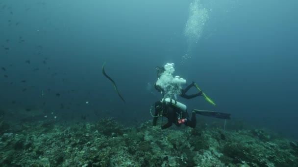 Diver sullo sfondo Scuola di pesce paesaggio subacqueo nel Mar Rosso. — Video Stock