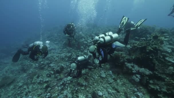 Buceador en el fondo Escuela de peces paisaje submarino en el Mar Rojo. — Vídeos de Stock