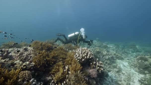 Diver sullo sfondo Scuola di pesce paesaggio subacqueo in mare di Banda Indonesia.. — Video Stock