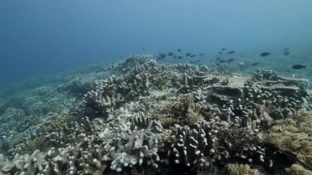 バンダの海で水中でカラフルなサンゴを背景に魚の学校インドネシア. — ストック動画