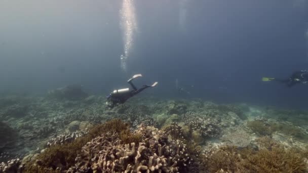 Buceador en el fondo Escuela de peces paisaje submarino en el Mar Rojo. — Vídeos de Stock