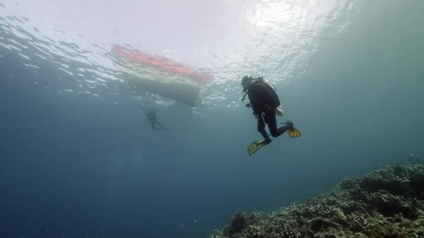 Mergulhador no fundo Escola de peixes paisagem subaquática em Mar Vermelho. — Vídeo de Stock