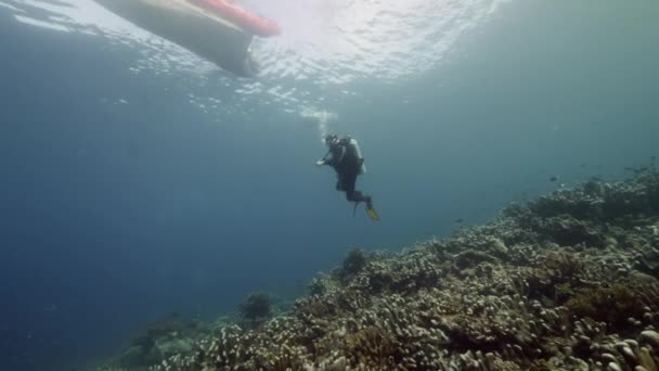 Diver sullo sfondo Scuola di pesce paesaggio subacqueo in mare di Banda Indonesia.. — Video Stock