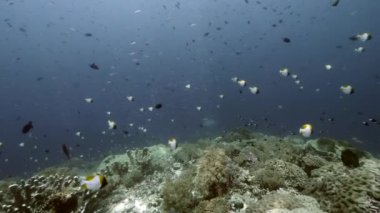 Banda Endonezya denizinde arka planda renkli mercanlar üzerinde balık sürüsü.