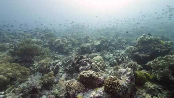 Skolan av fisk på bakgrund färgglada koraller under vatten i havet i Banda Indonesien. — Stockvideo