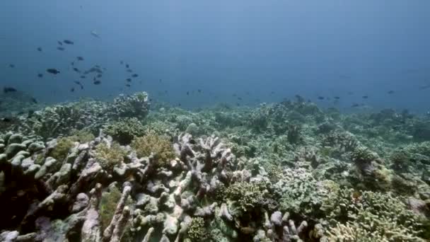Escuela de peces sobre fondo corales de colores bajo el agua en el mar de Banda Indonesia. — Vídeos de Stock
