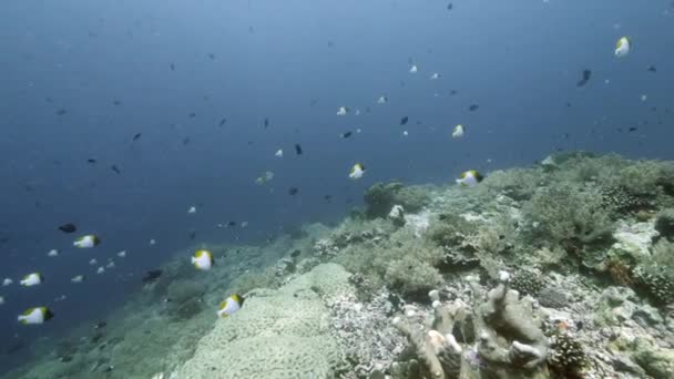 Escola de peixes no fundo corais coloridos subaquático no mar de Banda Indonésia. — Vídeo de Stock