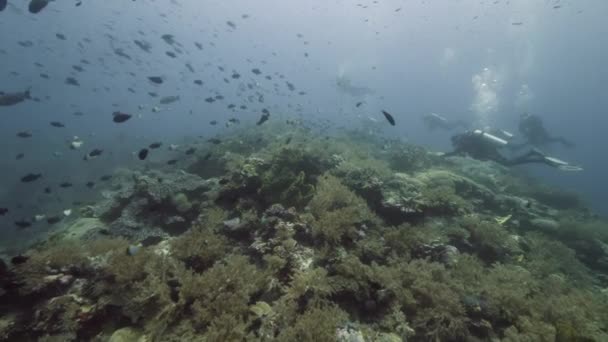 Buceador en el fondo Escuela de peces paisaje submarino en el mar. — Vídeos de Stock