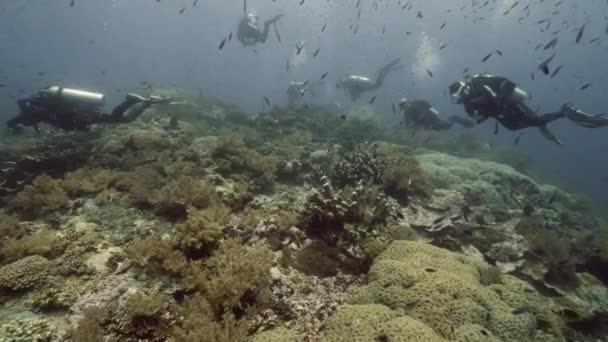 Buceador en el fondo Escuela de peces paisaje submarino en el mar. — Vídeo de stock