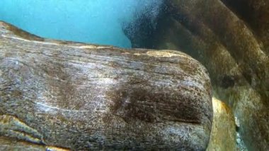 Su taşı keskinleştirir.