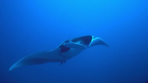Großer schwarzer ozeanischer Manta-Fisch, der auf blauem Wasser schwimmt — Stockvideo
