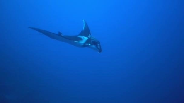 Gigantesco nero Oceanic Manta pesce galleggiante su uno sfondo di acqua blu — Video Stock