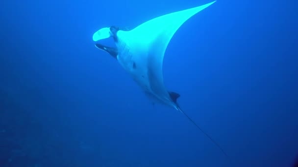 Gigantesco nero Oceanic Manta pesce galleggiante su uno sfondo di acqua blu — Video Stock