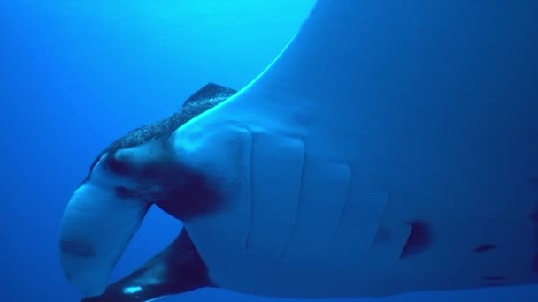 Gigantesco nero Oceanic Manta pesce galleggiante su uno sfondo di acqua blu — Video Stock