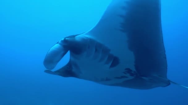 Big Black Oceanic Manta ψάρια που επιπλέουν σε ένα φόντο από μπλε νερό — Αρχείο Βίντεο