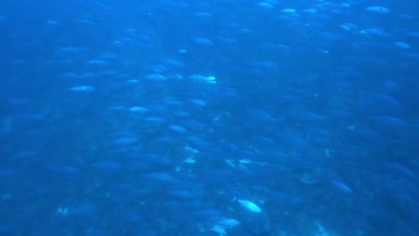 Escuela de atún sobre fondo azul del mar bajo el agua en busca de alimentos. — Vídeos de Stock