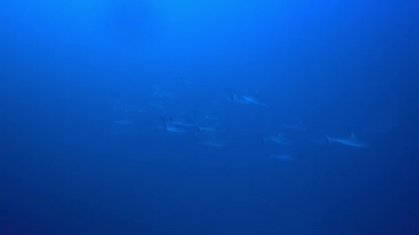 Skolan av hajar på blå bakgrund av havet under vatten på jakt efter mat. — Stockvideo