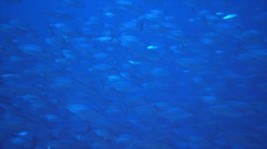 Su altında yiyecek aramak için mavi arka planda bulunan ton balığı sürüsü..