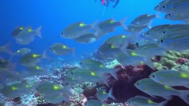 Escuela de atún sobre fondo azul del mar bajo el agua en busca de alimentos. — Vídeos de Stock