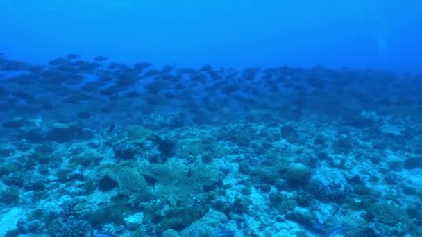Школа рыб на синем фоне моря под водой в поисках пищи. — стоковое видео