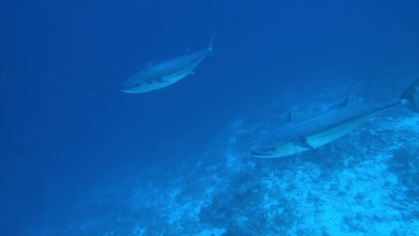 Szkoła tuńczyka na niebieskim tle podwodnego morza w poszukiwaniu pożywienia. — Wideo stockowe