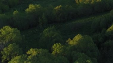 Yeşil otlaklarla çevrili saydam temiz suyla dolu vahşi orman nehri çevresi büyüleyici manzara manzarası. Açık hava iklimi kavramı.