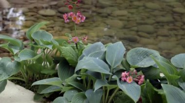 Bahçedeki kır çiçekleri