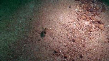 Deniz kabuklu kerevit Acanthogammarus kumlu zeminde Baykal Gölü altında.