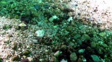 Deniz kabuklu kerevit Acanthogammarus kumlu zeminde Baykal Gölü altında.