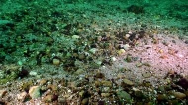 Deniz kabuklu kerevit Acanthogammarus kumlu zeminde Baykal Gölü altında.