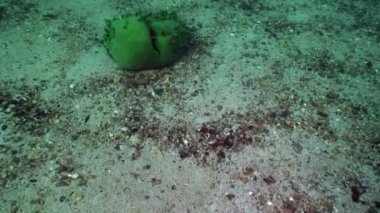 Baykal Gölü 'nün dibindeki su altı taşları..