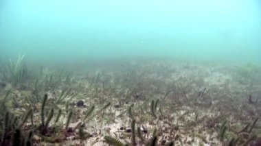 Baykal Gölü 'nün altında..